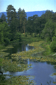 Pond Turtle Habitat