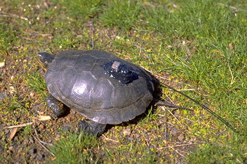 Turtle with transmitter