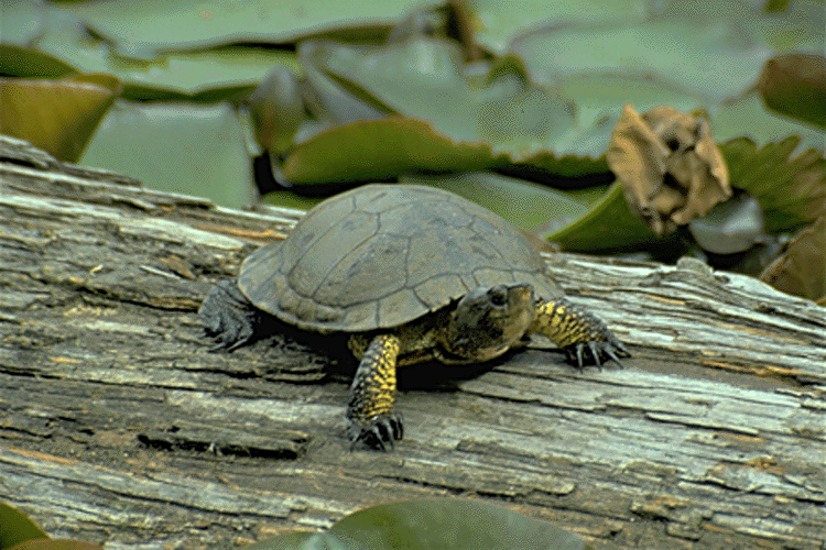 Turtle with transmitter